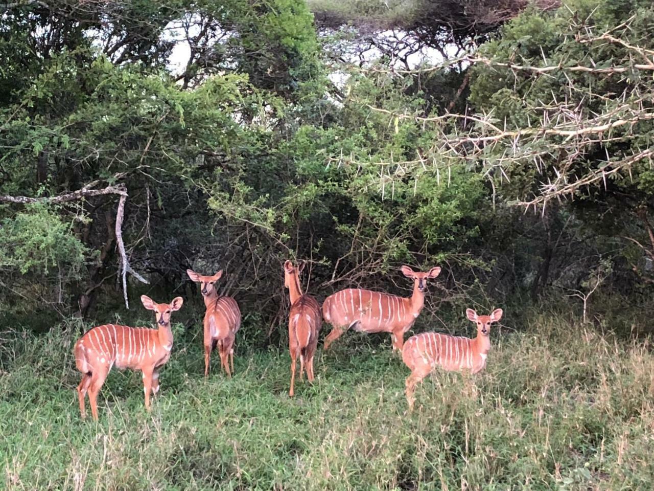 Msunduze River Lodge Mkuze Exteriör bild